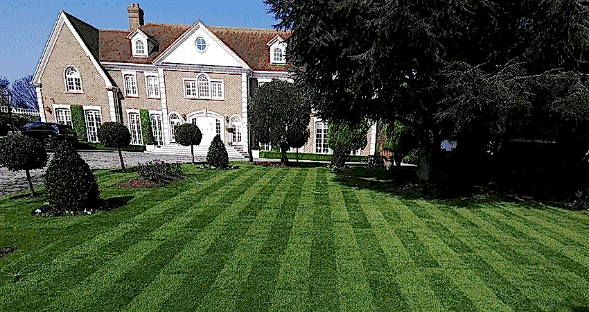 new lawn laid